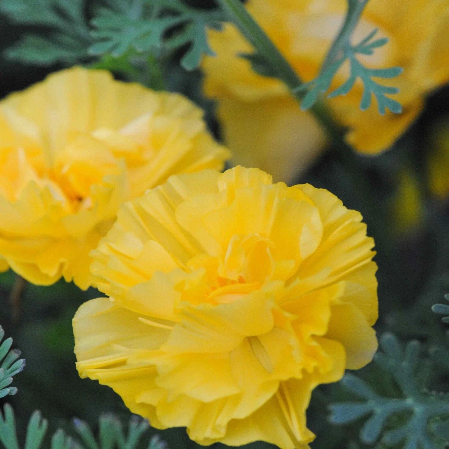 California Poppy Seeds - Double Yellow - Eschscholzia californica - Garden Planting Packet of 25 Seeds