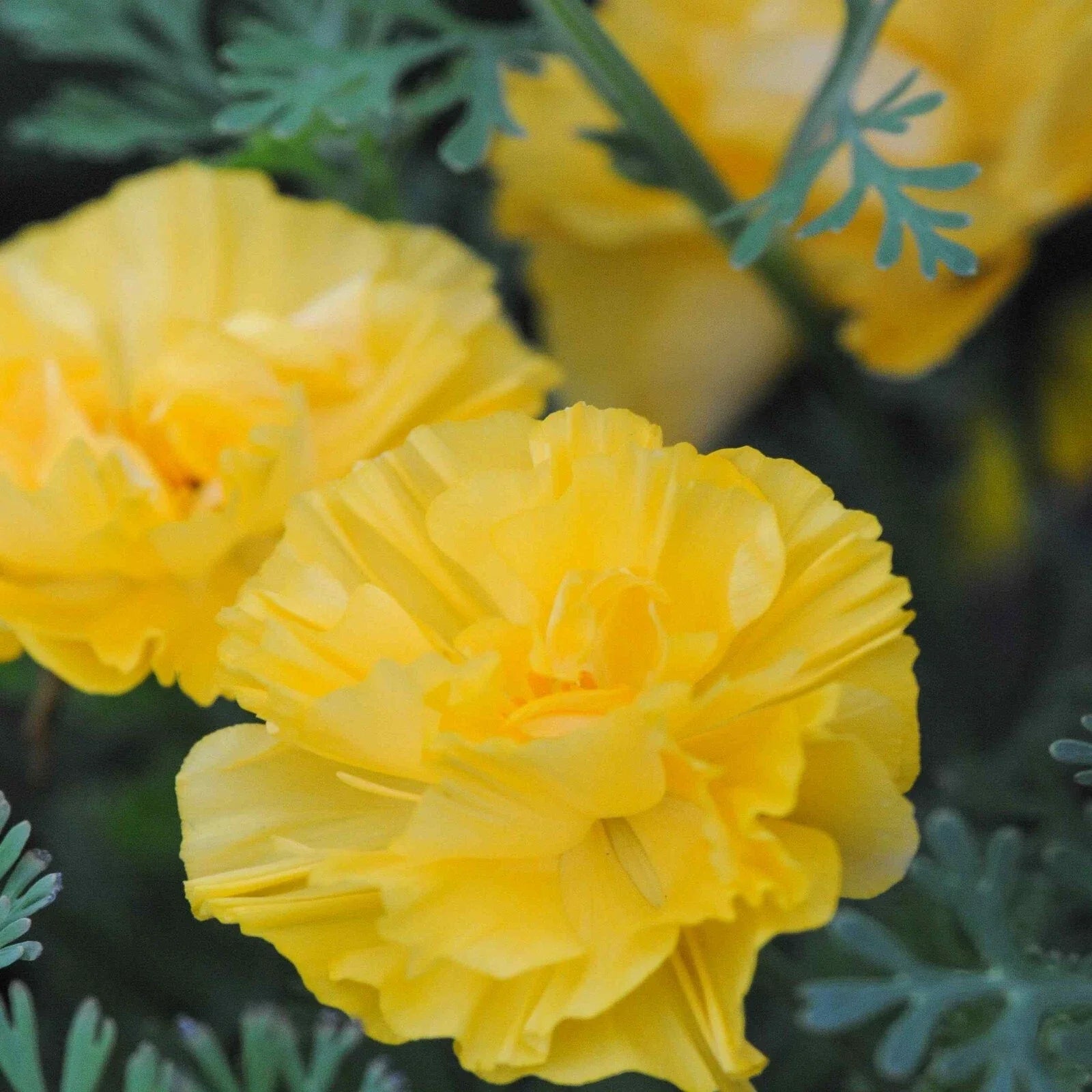 California Poppy Seeds - Double Yellow - Eschscholzia californica - Garden Planting Packet of 25 Seeds