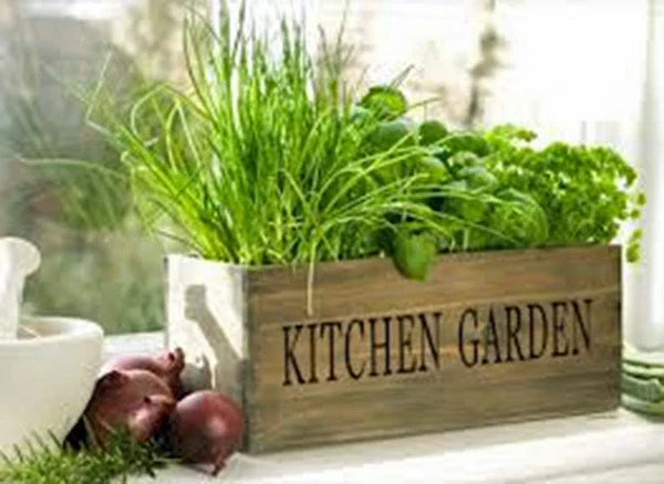 Herb Garden Collection - 6 Heirloom Seeds for Basil, Parsley, Thyme, Oregano, Chives, Cilantro - Non-GMO, Indoor & Outdoor