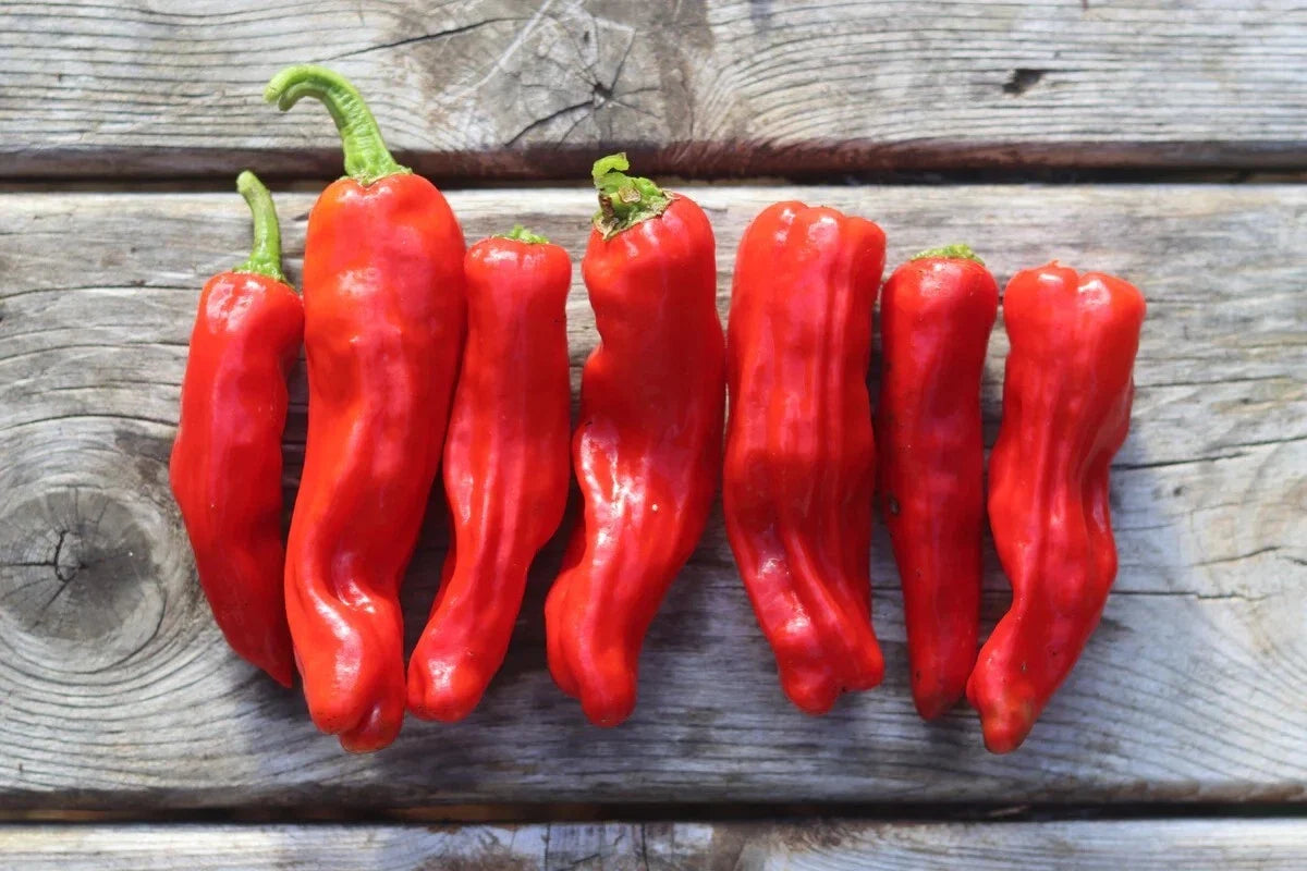 Heirloom Golden Greek Pepperoncini Seeds - 25 Pack, Capsicum annuum, Spicy Peppers for Salad, Pickling & Cooking