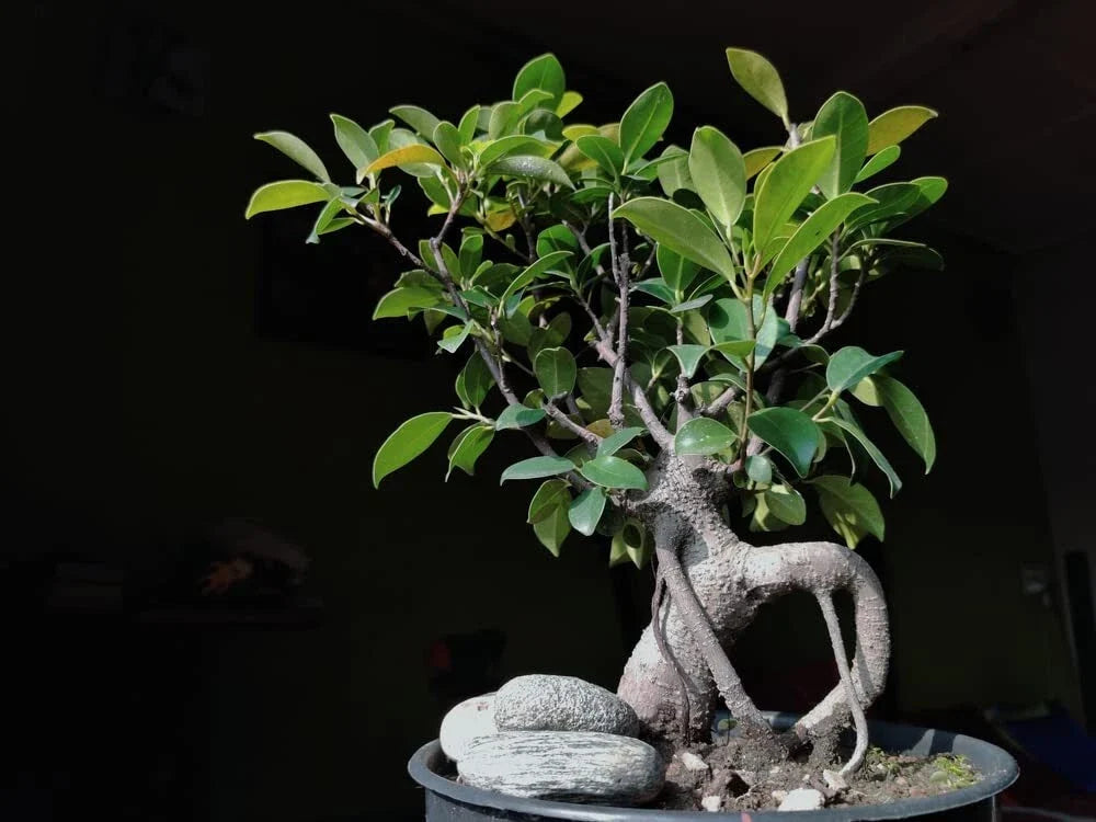 Weeping Fig Bonsai Tree Seeds - Ficus benjamina Indoor Plant Seeds for Gardening, 30 Count