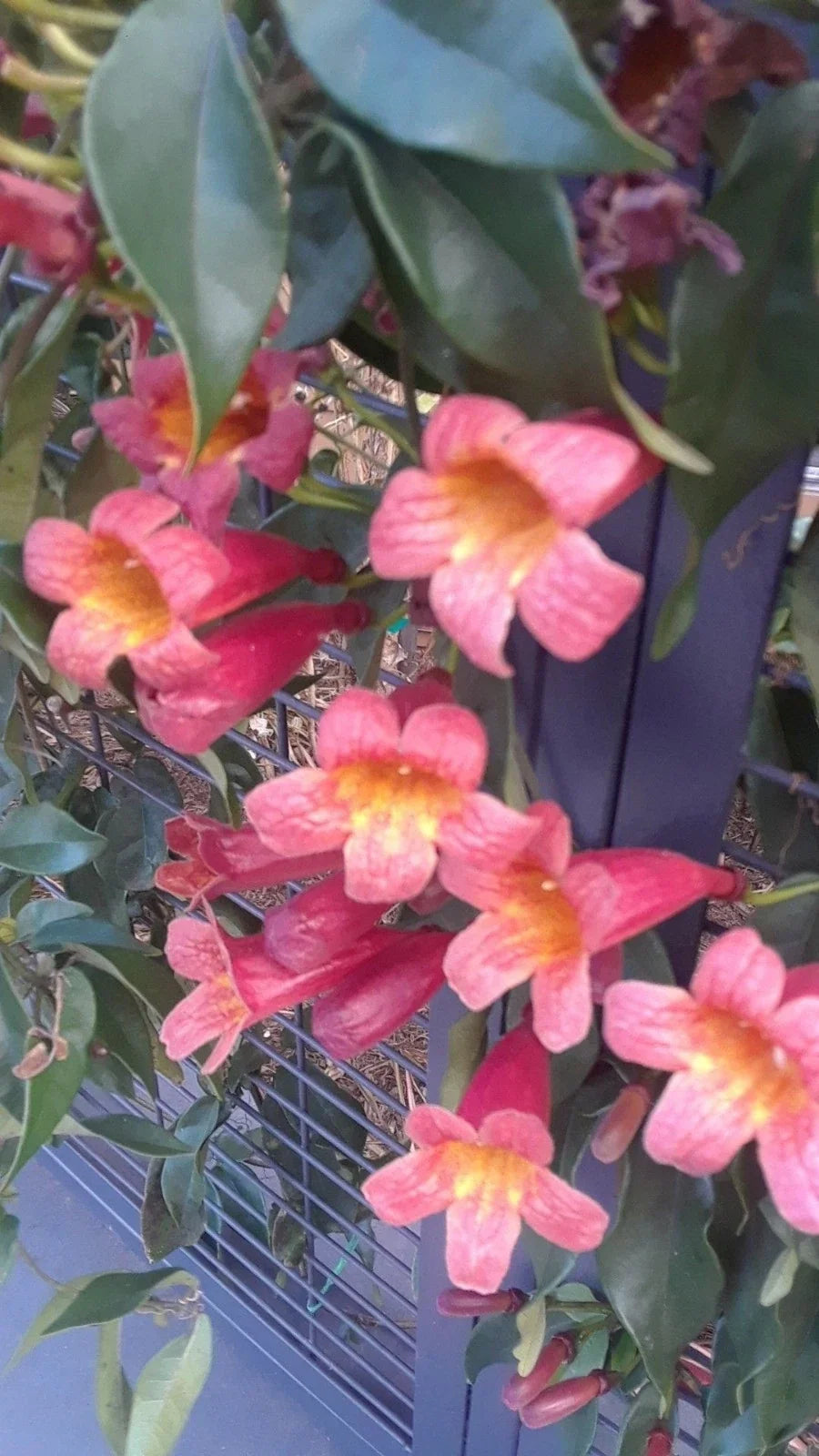 Crossvine Live Plants 2-Pack Bignonia capreolata Native Climbing Vine for Hummingbirds & Pollinators