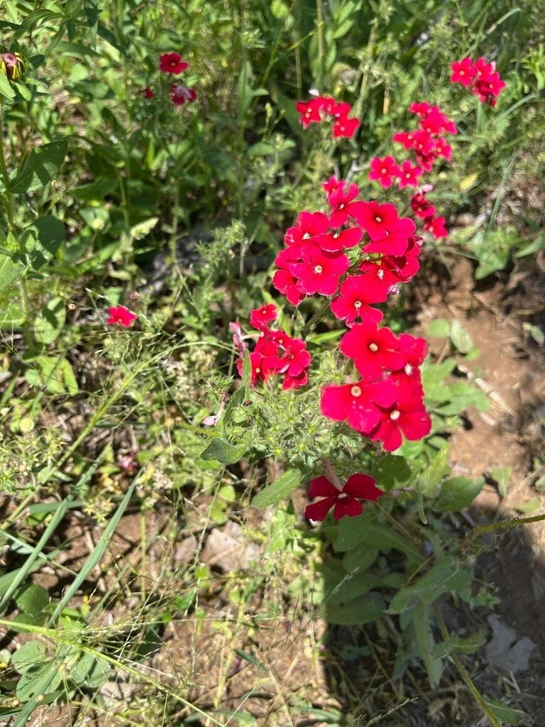 Red Scarlet Phlox Seeds - 500+ Count, Attracts Bees & Butterflies, Phlox drummondii, Flower Seeds for Gardens & Pollinator Attracting