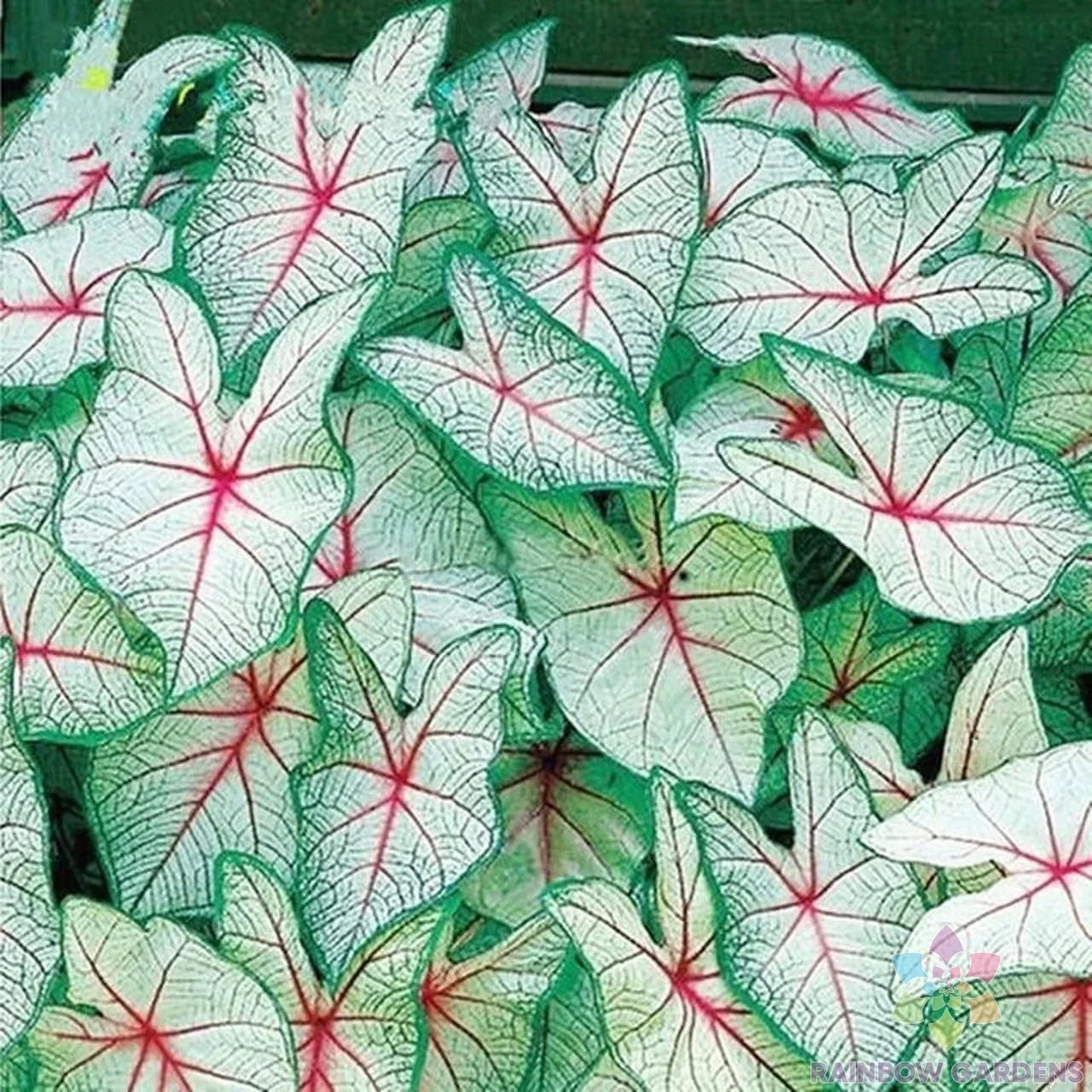 Coleus Seeds Pack - 25+ Green White Red Varieties for Garden Planting