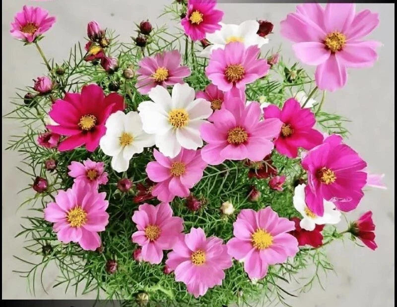 Dwarf Cosmos Seeds Mix - Colorful Mexican Aster Flowers - Cosmos bipinnatus - 100+ Seeds for Vibrant Garden