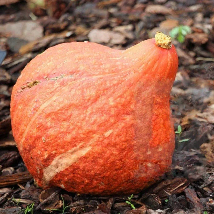 Golden Hubbard Squash Seeds – Organic Winter Vegetable, Cucurbita maxima, 25 Pack