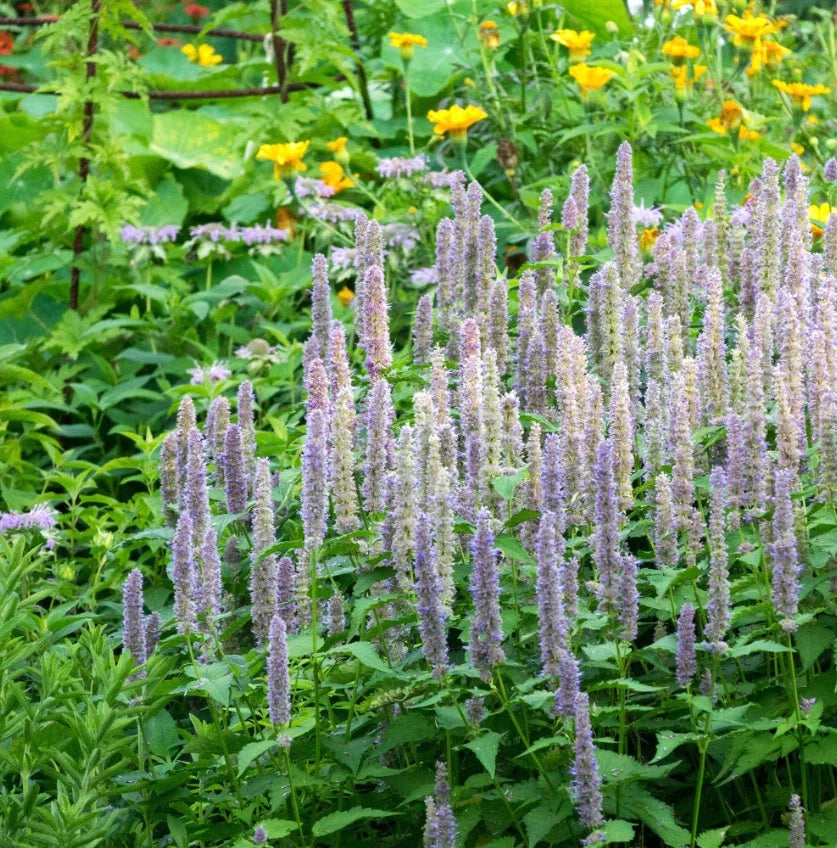 Giant Lavender Blue Hyssop Seeds – Agastache Perennial for Bees & Hummingbirds – 200 Seeds