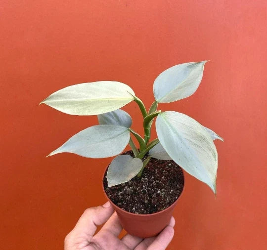Silver Sword Philodendron Plant in 4" Pot | Live Houseplant with Air Roots & Multiple Nodes | Philodendron hastatum
