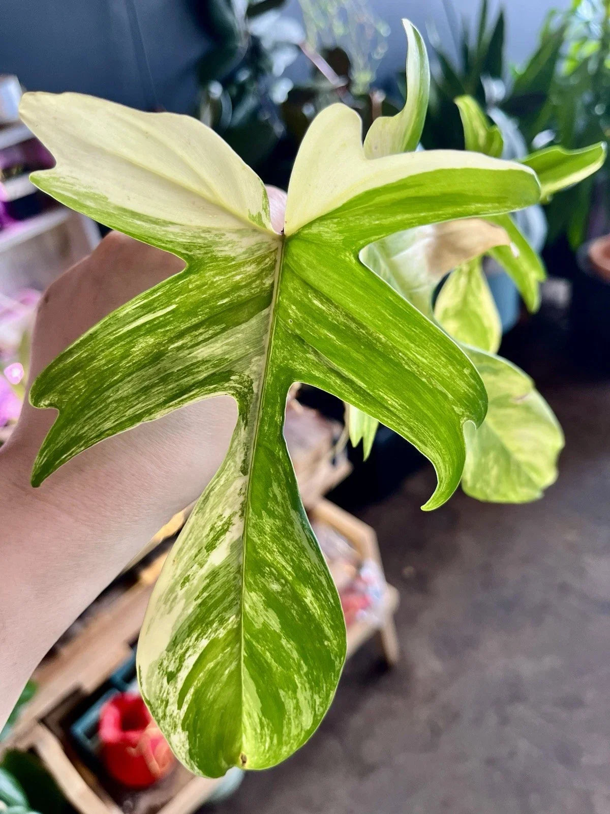 Rare Indoor Plant Bare Root Philodendron Florida Beauty Variegated - Air Purifying Houseplant