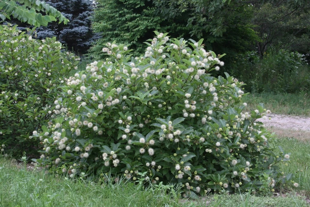 Buttonbush Live Plant Set of 2 | 16+ Inches | Native Cephalanthus occidentalis | Fragrant Shrub for Wet Soils & Rain Gardens
