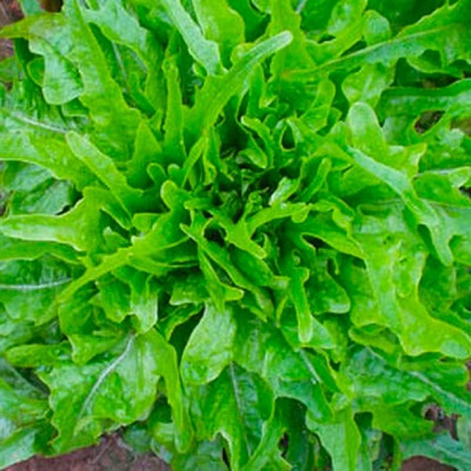 Royal Oakleaf Lettuce Seeds – 500+ Non-GMO Heirloom Lactuca sativa for Garden, Salad, Container Planting
