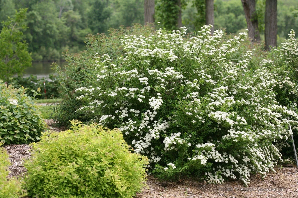 White Wedding Cake Spirea Cuttings Set – 10 Unrooted 6-8" Spiraea prunifolia Garden Shrubs for DIY Propagation