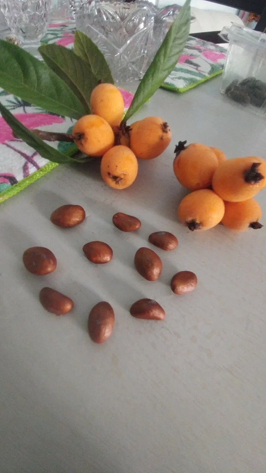 Loquat Tree Plant 10-13" - Japanese Plum Tropical Edible Fruit & Tea Leaves Organic
