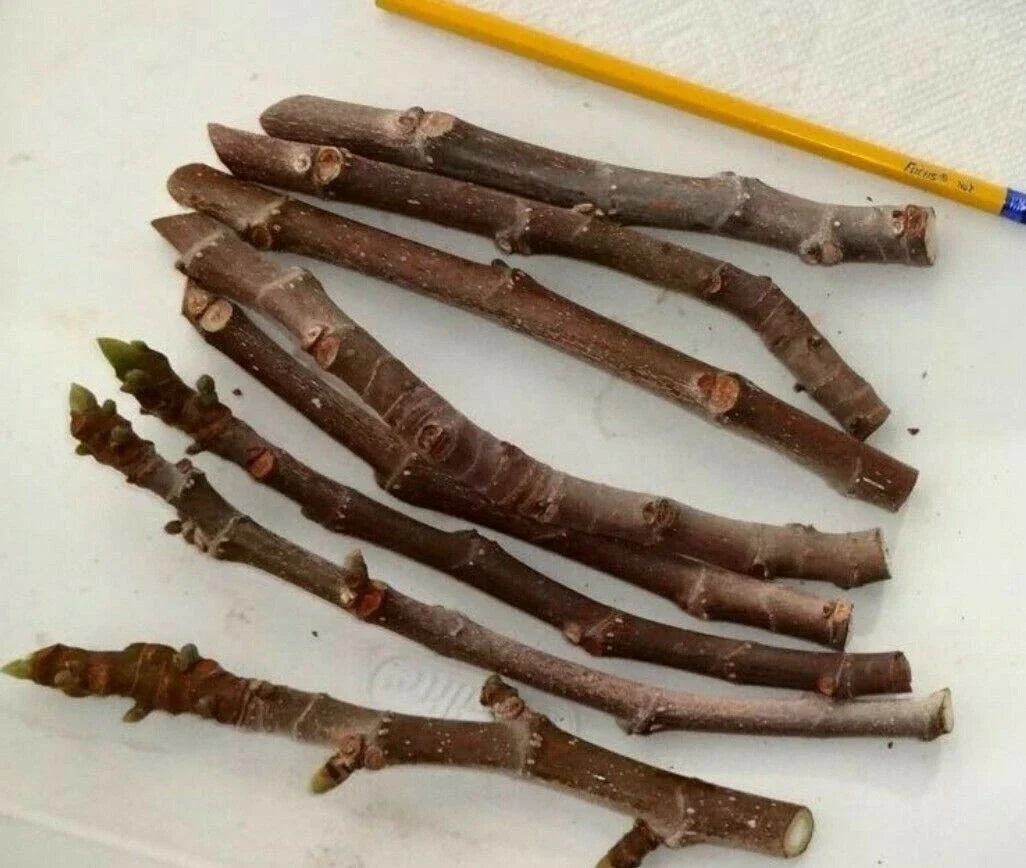 Fig Tree Cuttings 3 Pack – Malta Black Ficus carica, Sweet Edible Fruit, Cold Hardy, 6-Inch Planting Material