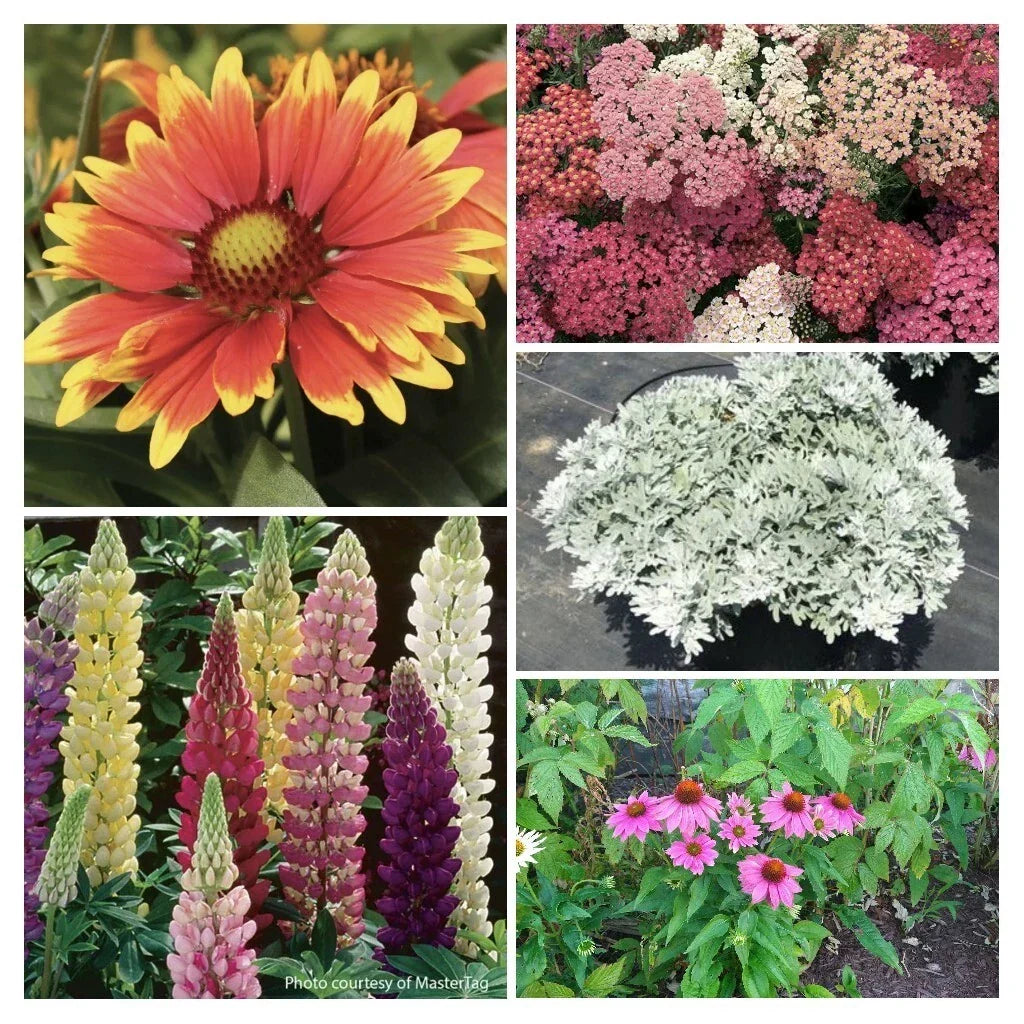 SunnySide Up Perennial Collection Live Starter Plants - Yarrow, Echinacea, Lupine, Artemisia, Gaillardia