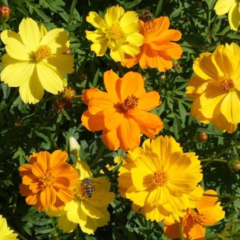 Sulphur Cosmos Seeds - 200+ Pack, Vibrant Yellow & Orange Flowers, Attracts Pollinators, Cosmos sulphureus, Garden Planting
