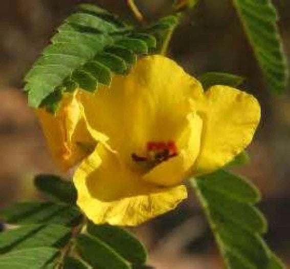 Partridge Pea Seeds - 50 Fresh Yellow Flower Seeds - Chamaecrista fasciculata - Attracts Pollinators & Wildlife - Free USA Shipping