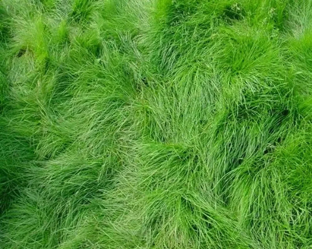 Creeping Red Fescue Seeds - 1,000 Count - Festuca rubra for Lawns & Ground Cover - Drought Tolerant, Shade-Loving Grass