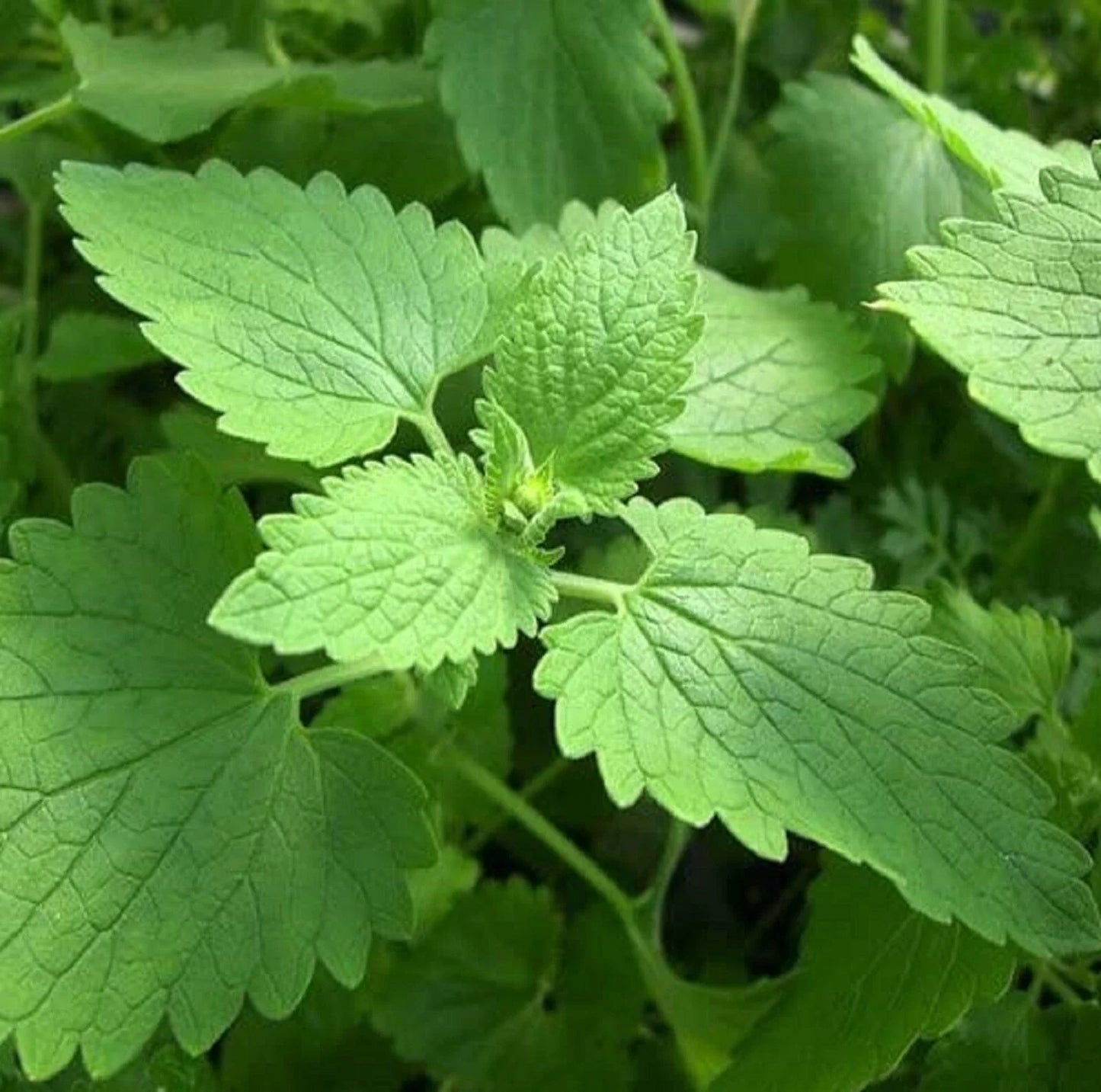 Catnip Seeds 400+ Non-GMO Nepeta cataria Herb for Cats - Easy to Grow, Indoor & Outdoor Gardening