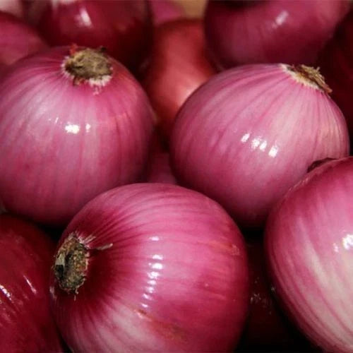 Red Grano Onion Seeds - Allium cepa, Short Day Heirloom Vegetable Seeds, Mild Flavor, 200+ Seeds for Home Gardening