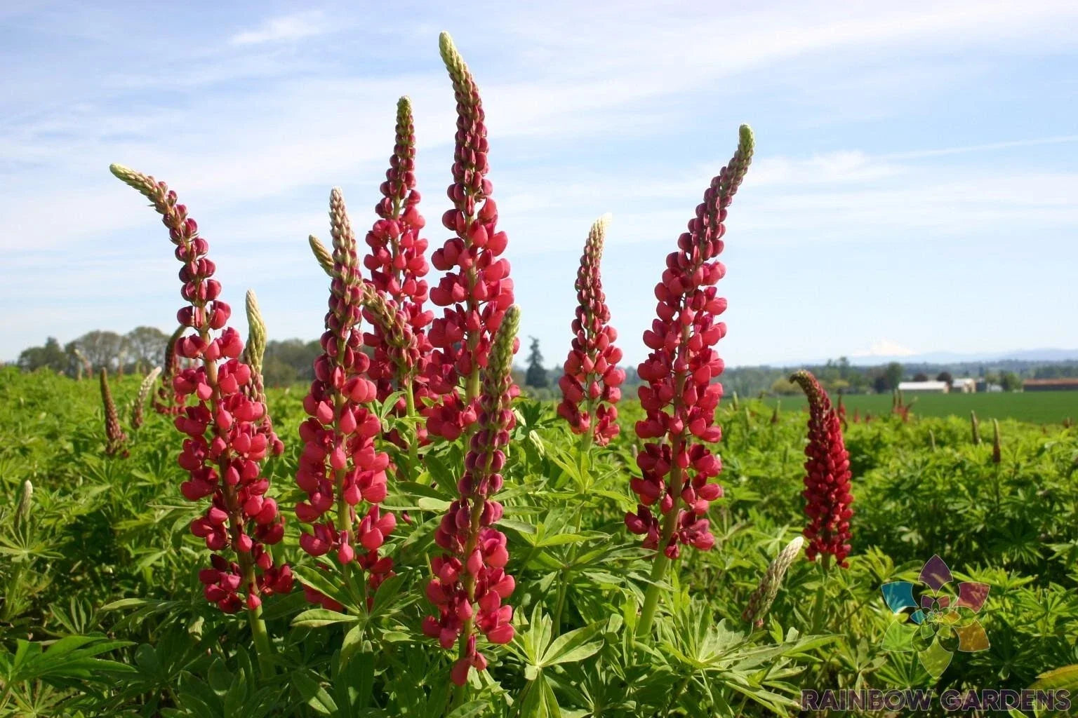 Russell Red Lupine Seeds – 25+ Packets for Garden Planting, Lupinus polyphyllus, Vibrant Red Flowers, Attracts Pollinators, USA Grown