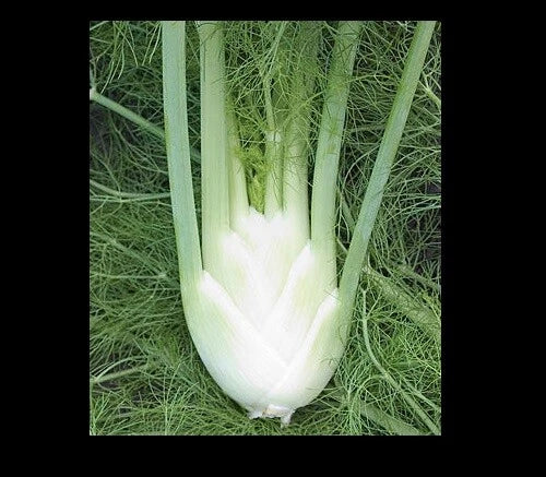 Florence Fennel Seeds - Hardy Perennial Herb with Licorice Flavor - Foeniculum vulgare dulce - Culinary & Garden Plant
