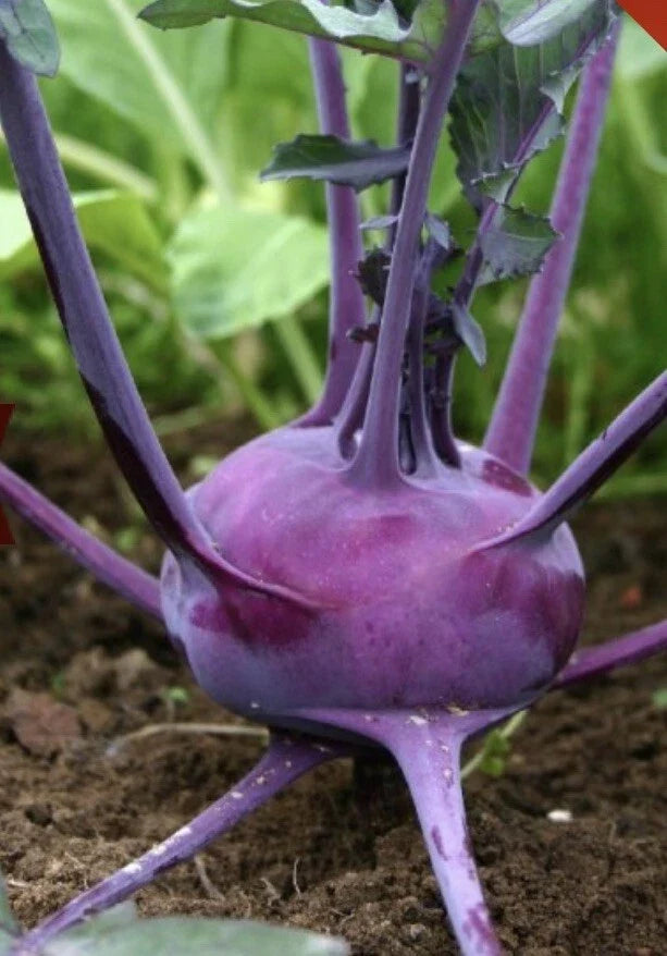 Purple Vienna Kohlrabi Seeds - Non-GMO, 3,000 Count, Brassica oleracea var. gongylodes, Vegetable Seeds for Home Garden & Farming
