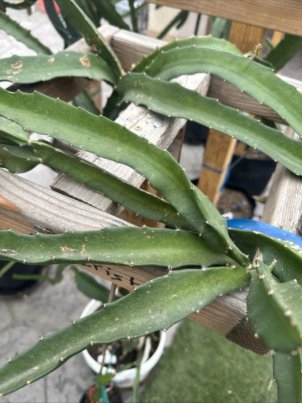 Hoya Serpent Plant Cutting | Easy Care Indoor Hoya curtsii for Propagation