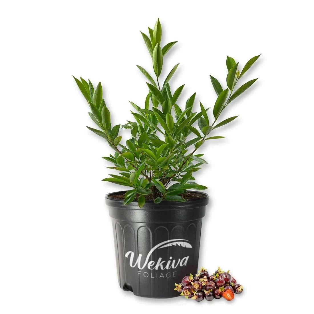 Cherry of The Rio Grande Tree - Live 3 Gallon Pot - Prunus avium Deciduous Fruit Tree