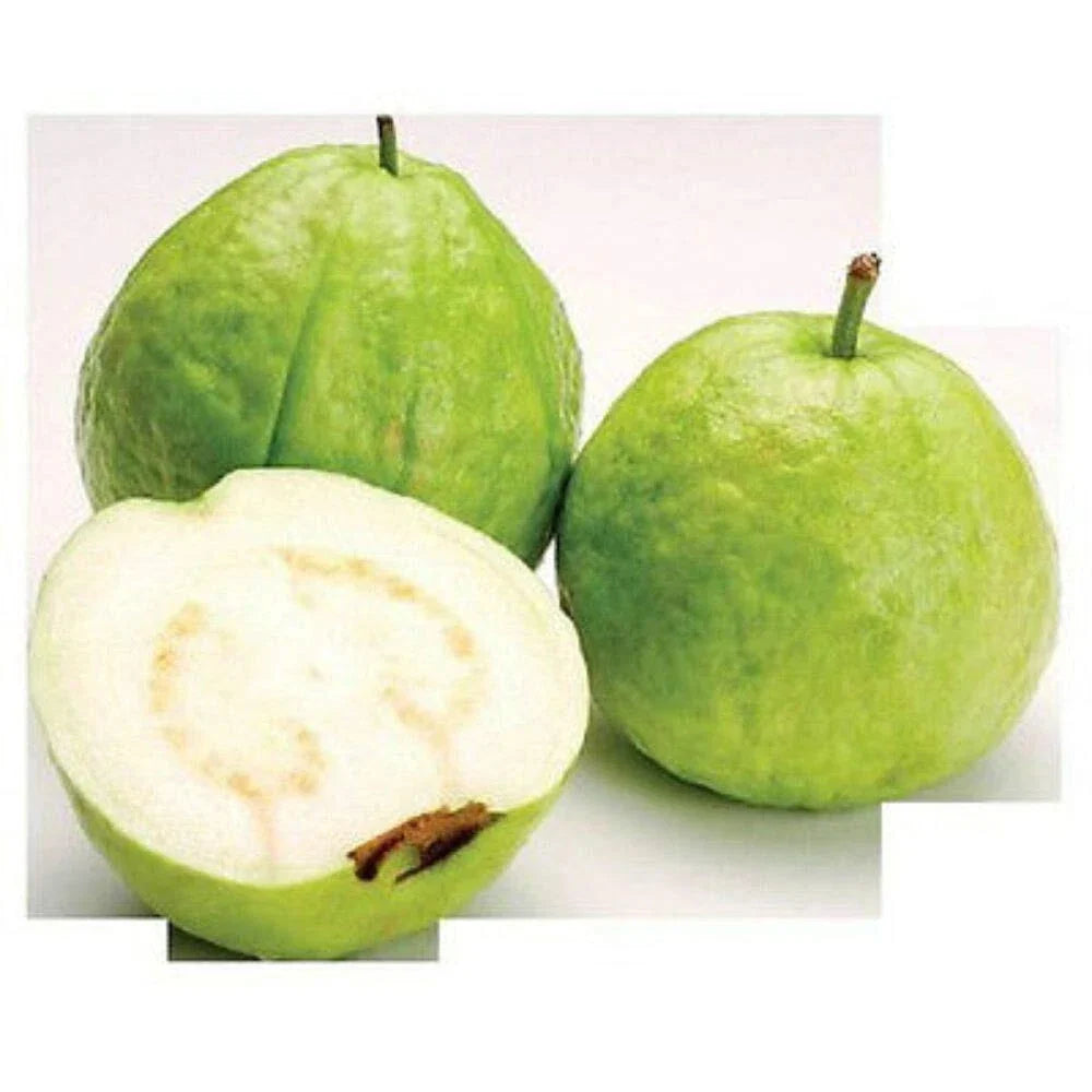 Guava Seeds 15 Count, White Tropical Fruit, Edible Psidium Guajava, Garden Plant, Fruit Tree, Tropical Fruit Seeds