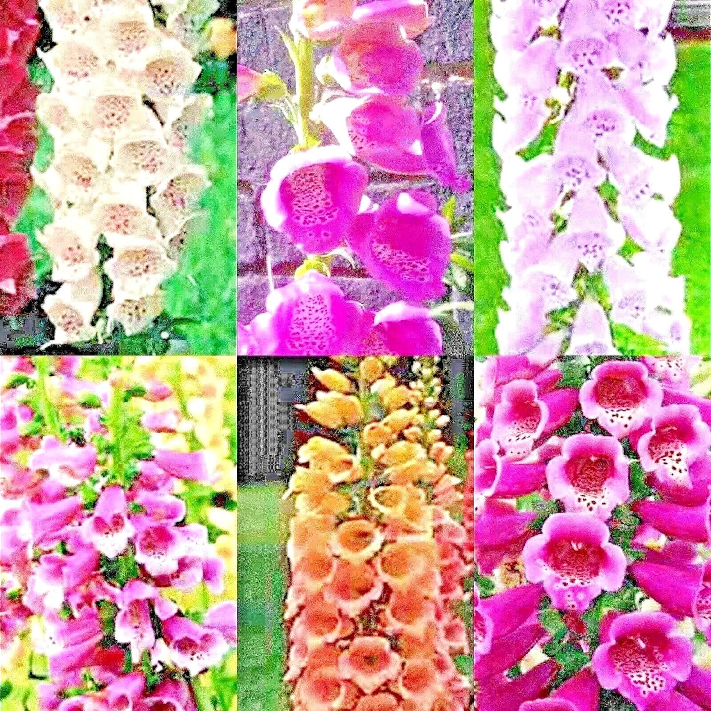 Foxglove Seeds Mix - 4000+ Perennial Digitalis purpurea Seeds - Excelsior Variety