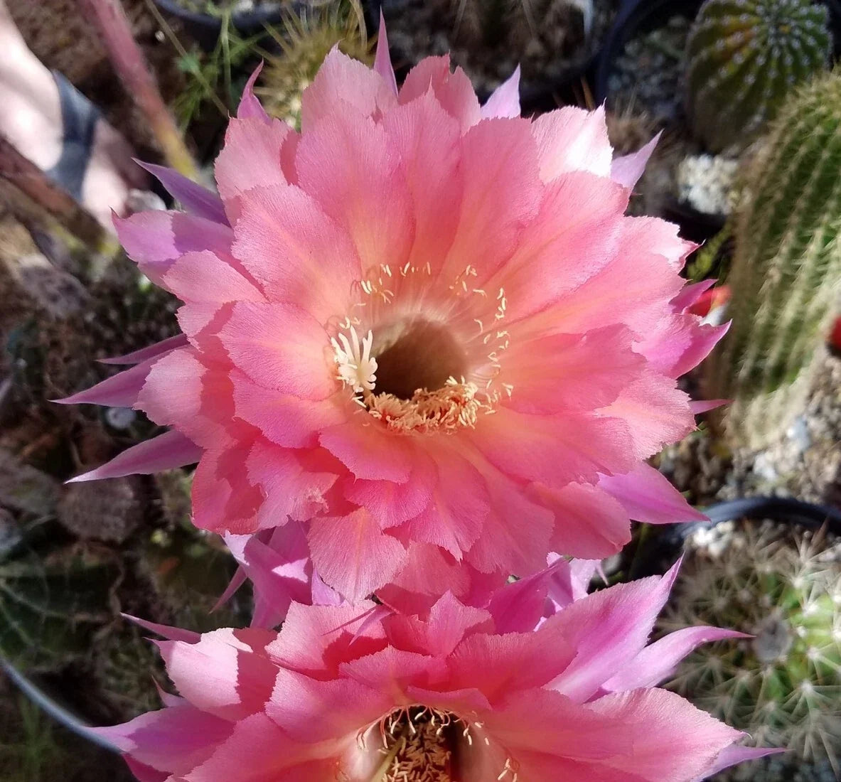 Echinopsis Hybrid Blooming Cactus Rooted Offset - Ben Hur Variety - Succulent Plant for Indoor & Outdoor Decor