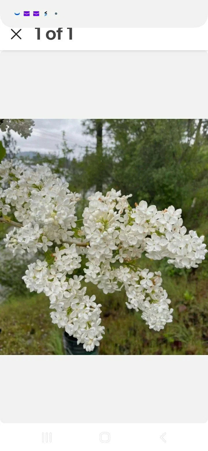 Bare Root Lilac Bush White Jumbo Size - 5 Plants with Planting Instructions | Syringa vulgaris