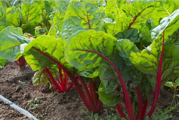 Ruby Red Swiss Chard Seeds - Heirloom Beta vulgaris, Bulk Wholesale, Rich Color, Nutrient-Dense Leafy Greens, 25-800 Seeds