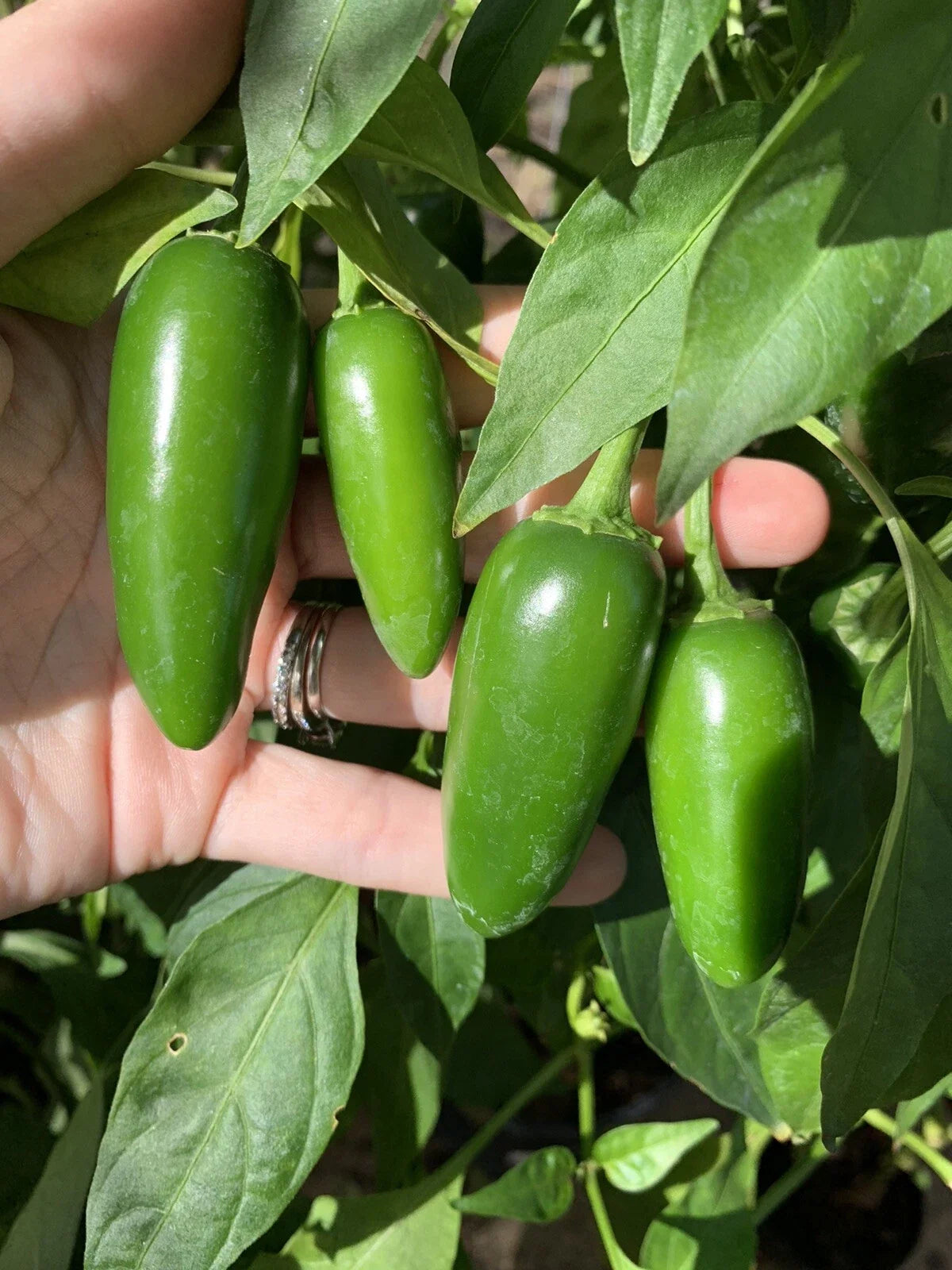 Texas Jalapeno Pepper Seeds – Organic Capsicum annuum for Home Garden, Spicy Vegetable Seeds, 25 Pack