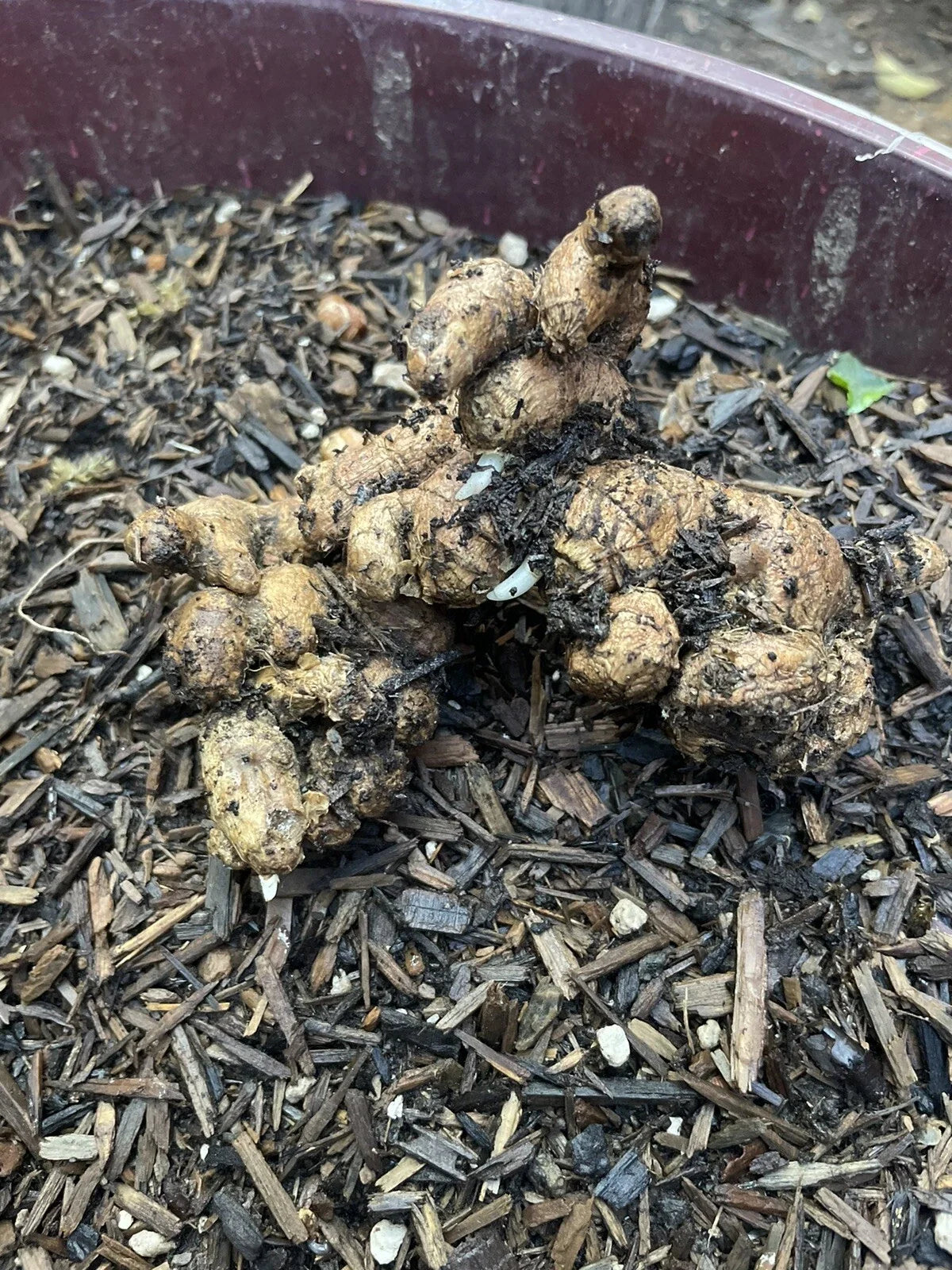 Black Ginger Roots for Planting - Organic Zingiber zerumbet - Herbal Perennial Roots for Home Garden