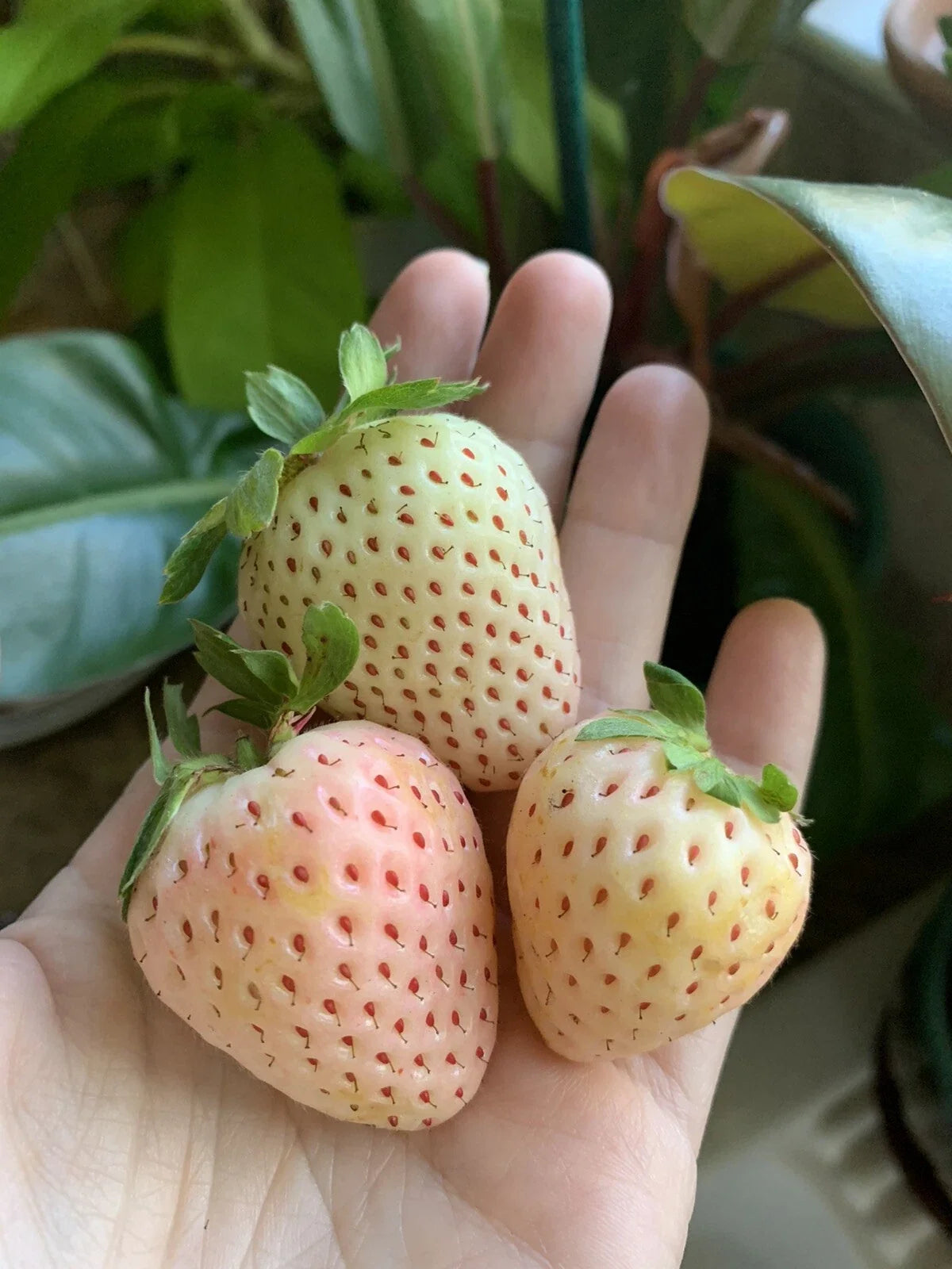 Pineberry White Strawberry Seeds - 100 Organic Fragaria x ananassa for Home Garden, Containers, Edible Plants