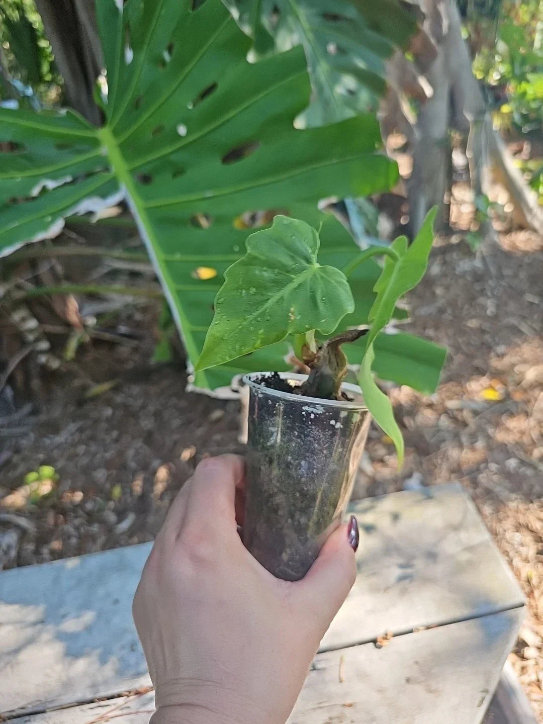 Philodendron Radiatum Plant in 3" Pot – Tropical Indoor Houseplant with Lobed Green Foliage