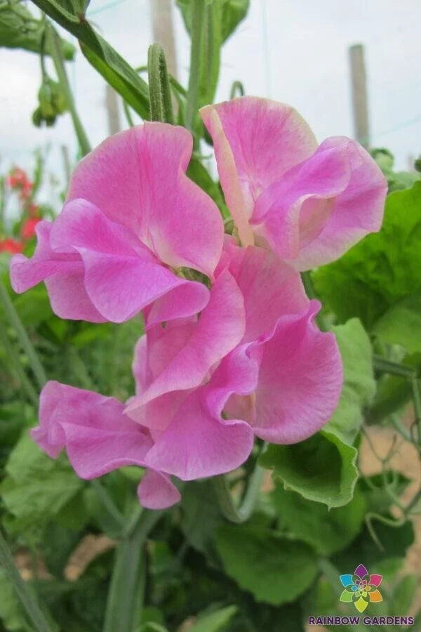 Bobby Chisholm Sweet Pea Seeds – 50+ Pack, Fragrant Climbing Annual, Lathyrus odoratus, Garden Flowers, USA Grown