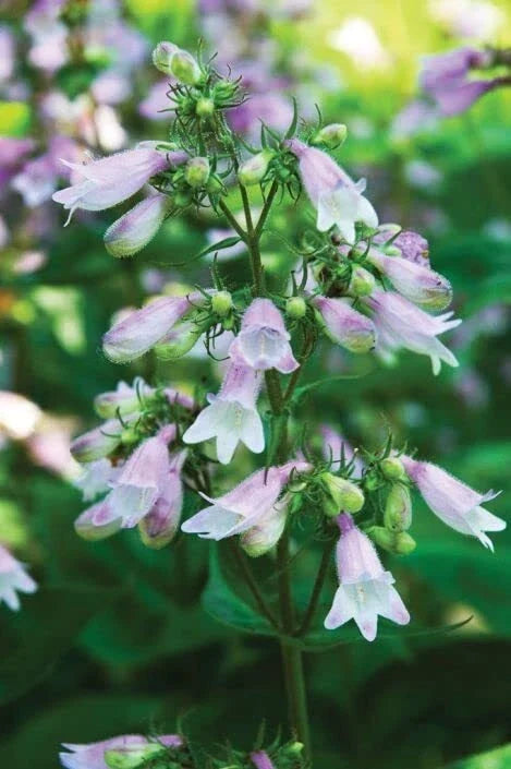 Calico Beardtongue Seeds 50 Pack - Penstemon calycosus Native Wildflower Perennial for Pollinator Gardens