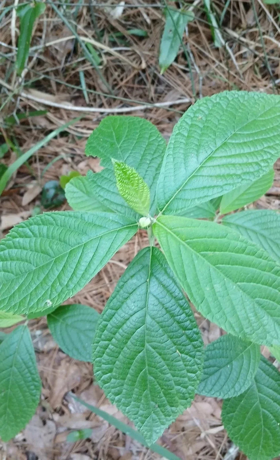 Sweet Pepperbush Plants 10-12" Tall | Clethra alnifolia Native Shrubs for Pollinators & Moist Gardens
