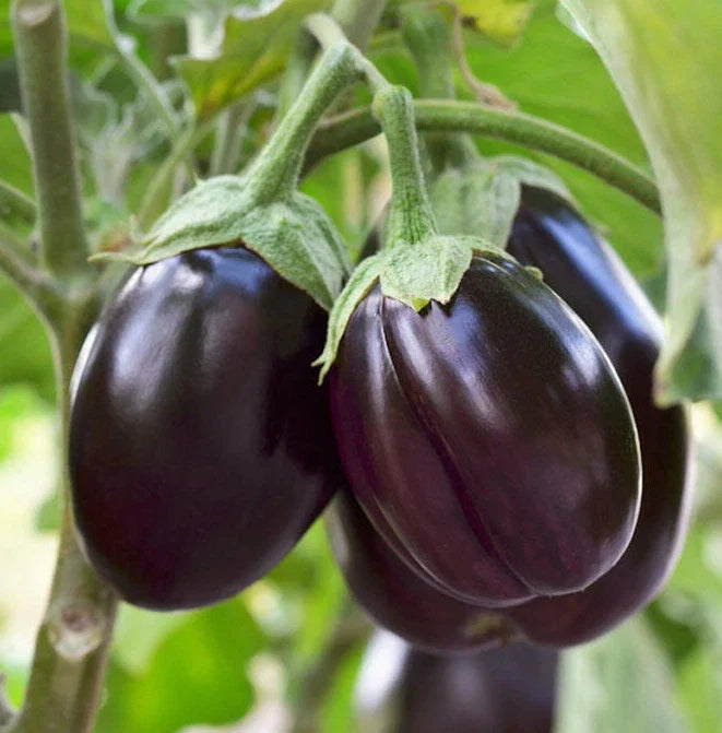 Black Beauty Eggplant Seeds – Pack of 20, Large Purple Aubergine, Solanum melongena, Vegetable Seed for Home Garden & Pots