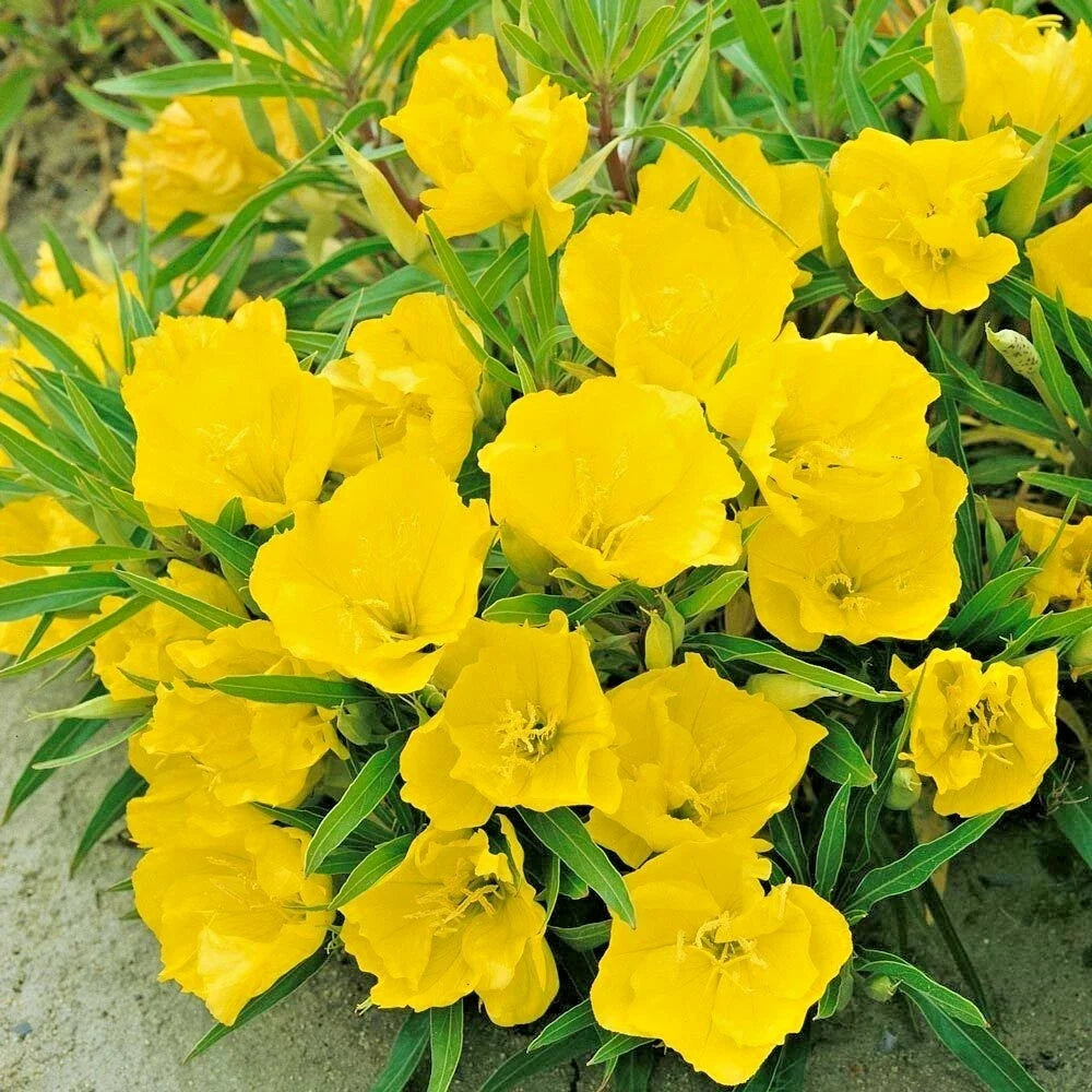 Dwarf Missouri Evening Primrose Seeds – Oenothera Missouriensis, Drought-Tolerant Groundcover for Containers & Gardens, 200 Pack