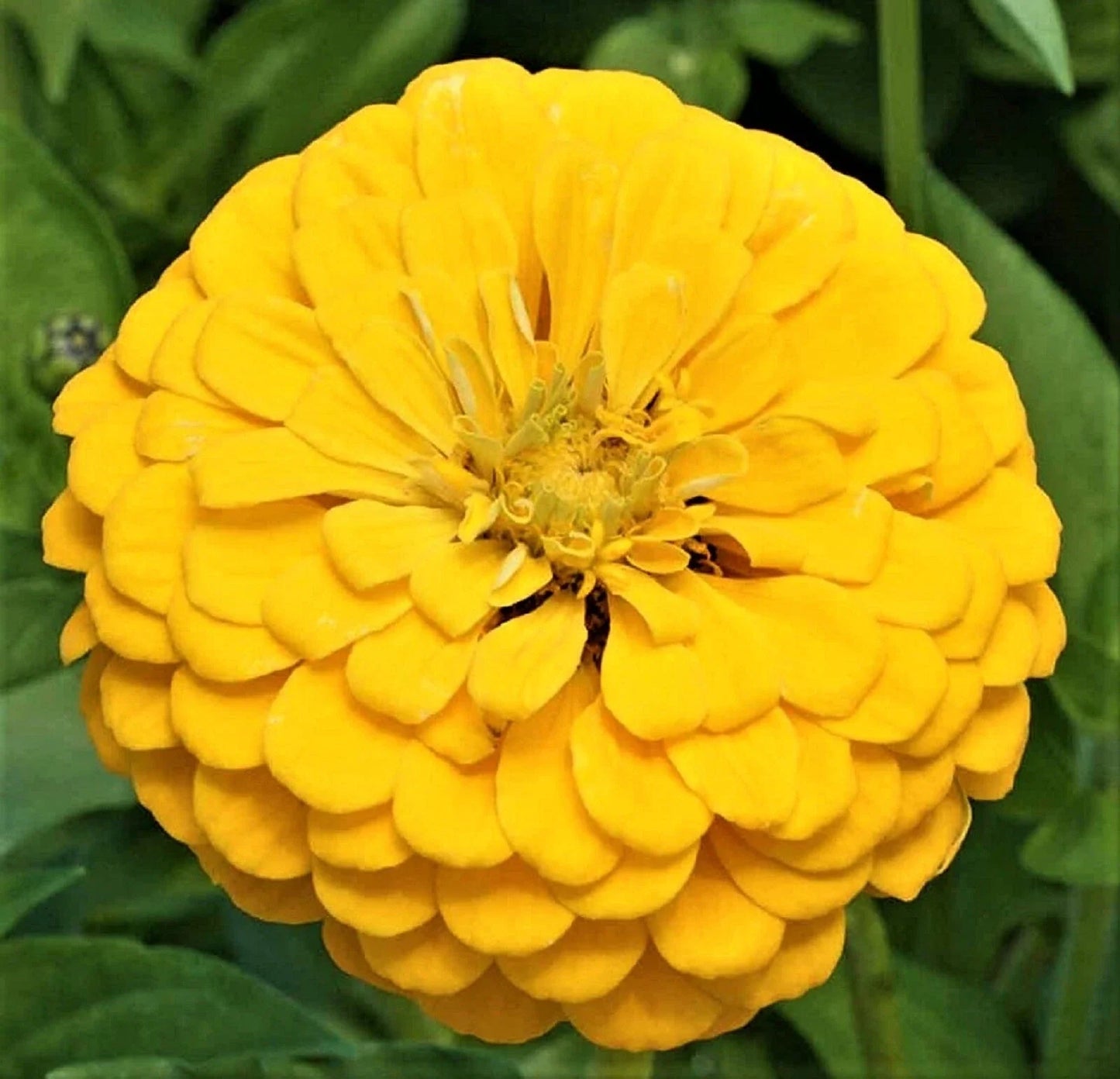 Canary Bird Zinnia Seeds – Non-GMO, Colorful Annual Flower, Zinnia elegans, 100+ Seeds for Borders & Containers