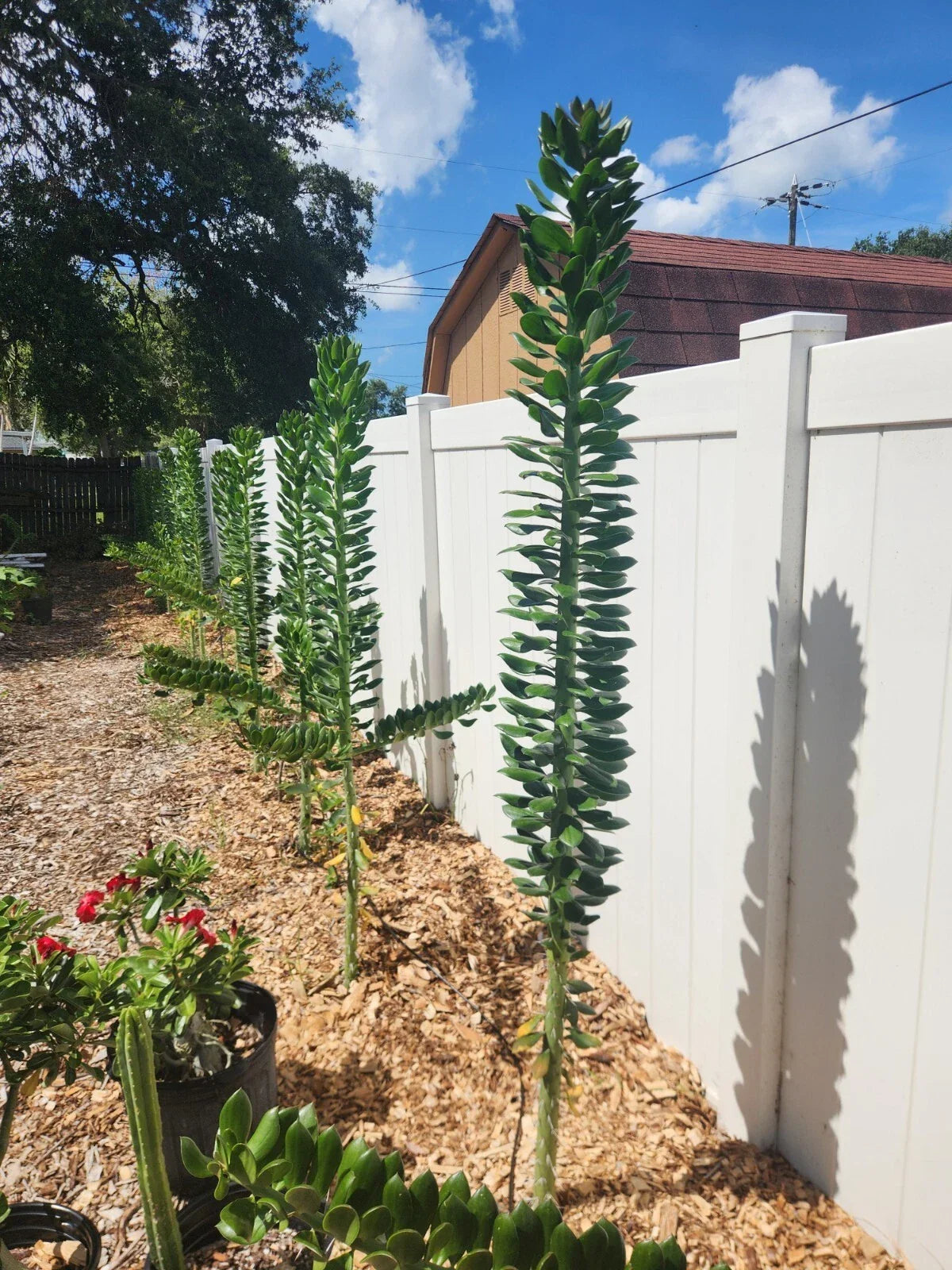 5x Giant Pereskiopsis Cuttings 5" - Thick, Fast-Growing Succulent for Cacti Enthusiasts