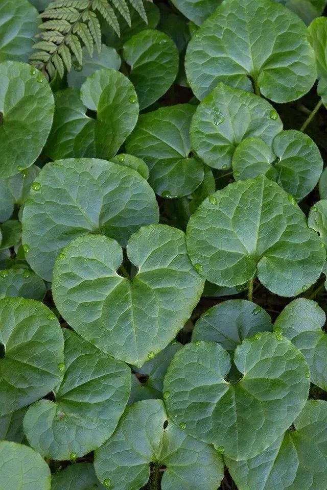 Wild Ginger Bare-root Plant | Asarum canadense | Heart-shaped Leaves | Shade Tolerant Ground Cover | Deer Resistant