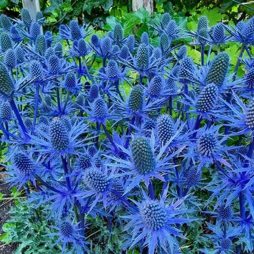 Blue Glitter Sea Holly Seeds - 25 Pack Eryngium Planum Ornamental Flower Seeds for Garden, Landscape, Drought-Tolerant, Full Sun