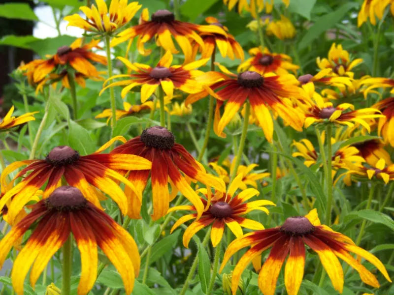 Gloriosa Daisy Seeds - Perennial Rudbeckia hirta - Bright Yellow & Red Flower Seeds for Garden Beds & Borders