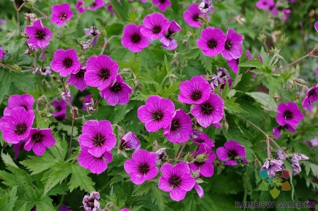 Bressingham Flair Geranium Seeds - 25+ Pelargonium x hortorum Garden Planting Pack for Containers & Beds