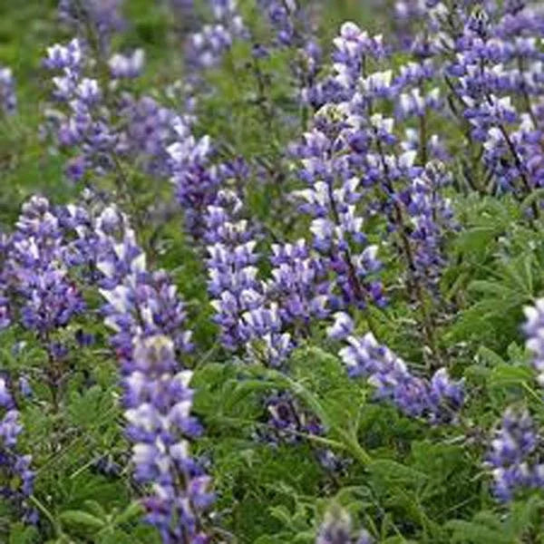 Arroyo Lupine Seeds - 100 Pack, Purple Flowers, Lupinus succulentus, Native Wildflower, Perennial for Gardens & Pollinator Attracting